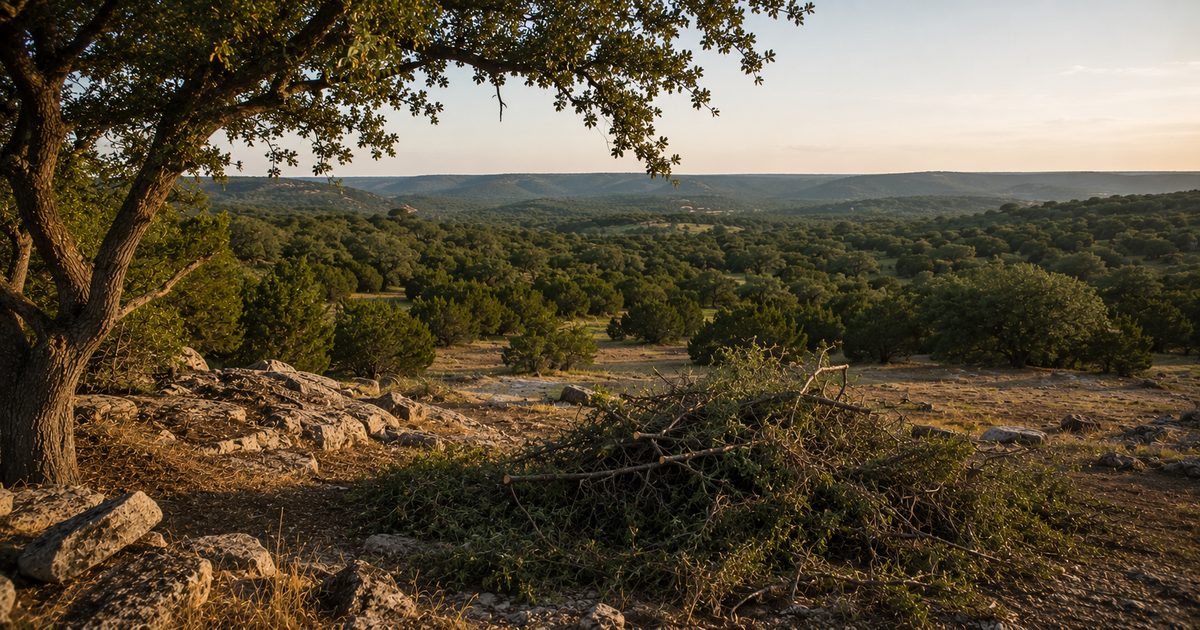 Cedar clearing in the Texas Hill Country